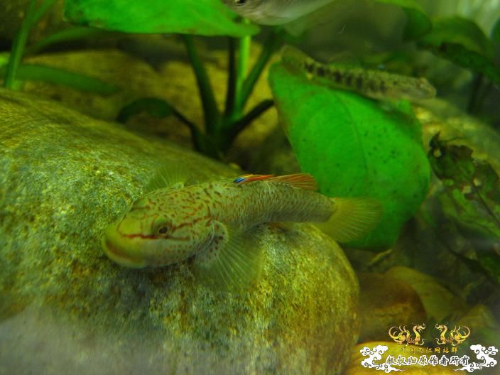 老虎--------新照