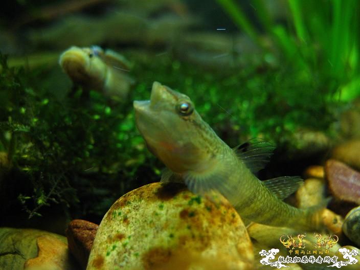 老虎--------新照