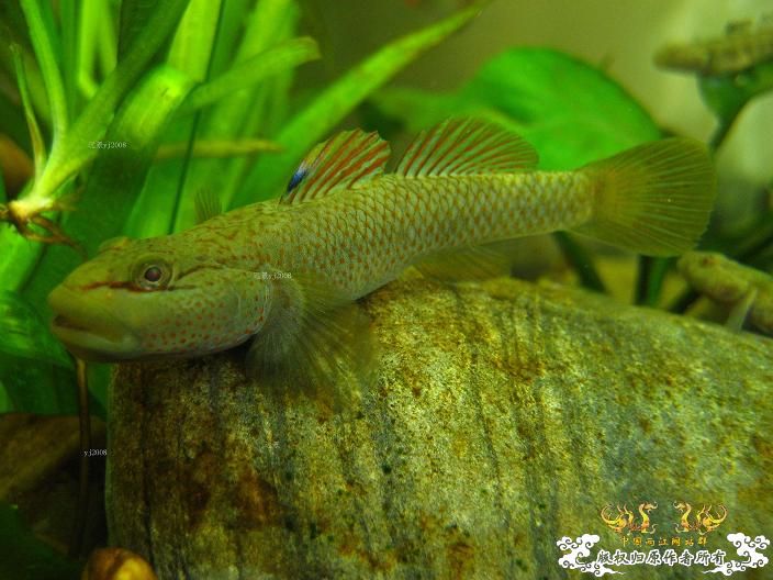 老虎--------新照