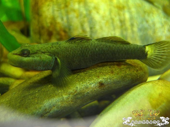 老虎--------新照