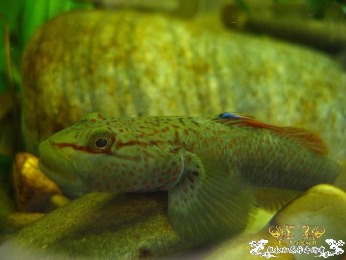 老虎--------新照