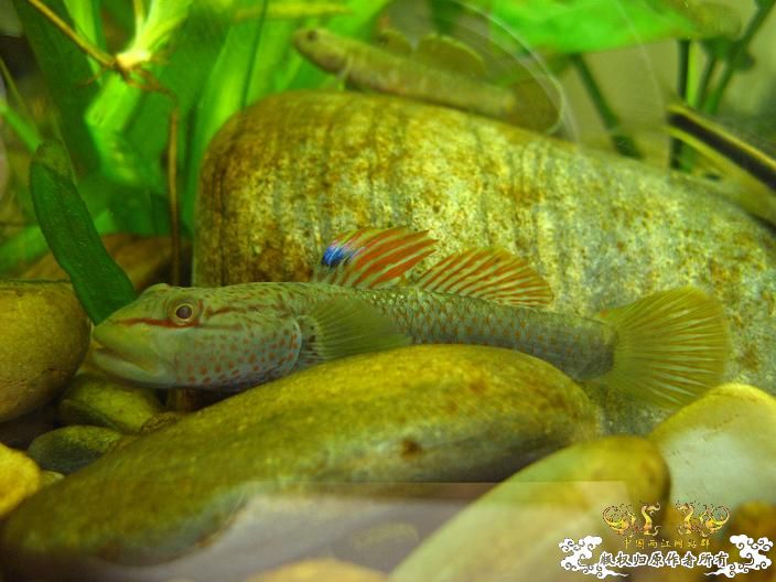 老虎--------新照