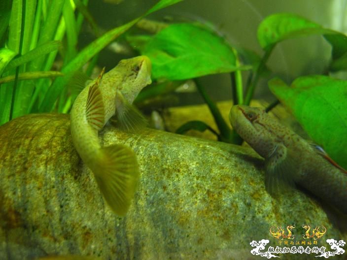 老虎--------新照