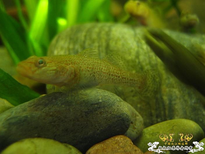 老虎--------新照