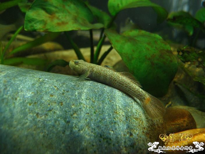 老虎--------新照