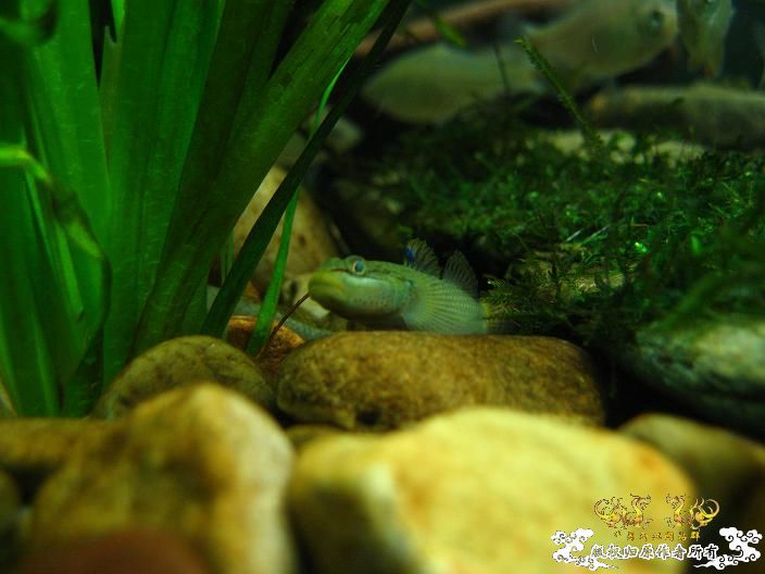 老虎--------新照