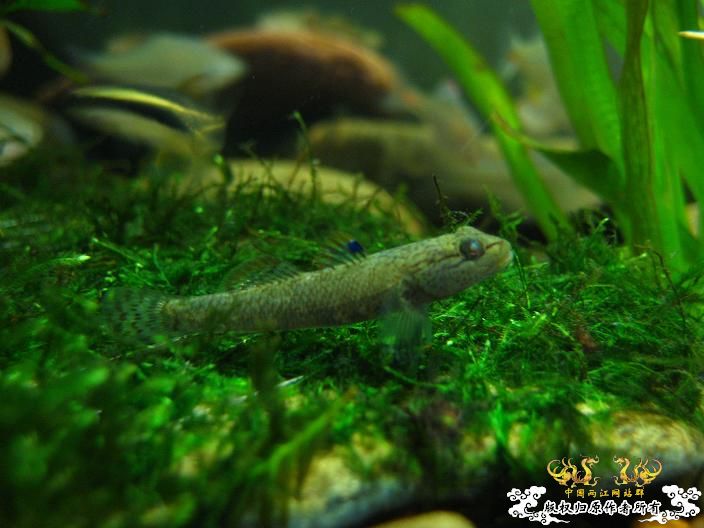 老虎--------新照