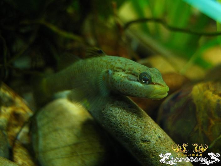 老虎--------新照