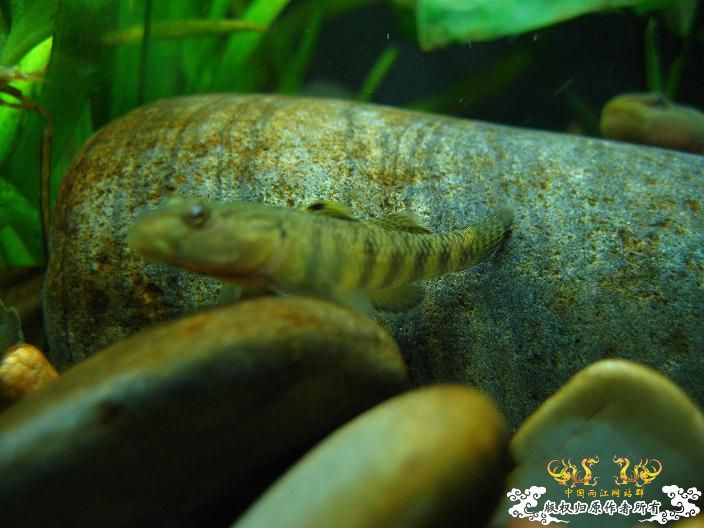 老虎--------新照