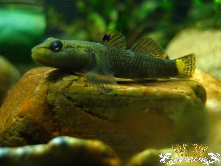 老虎--------新照