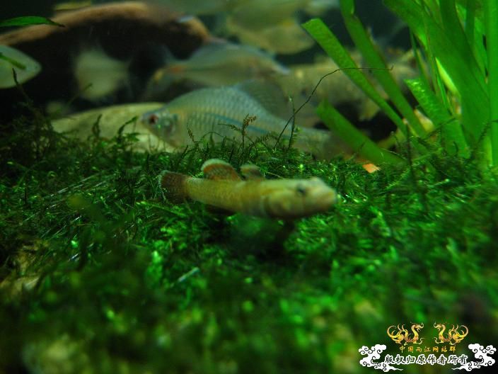 老虎--------新照