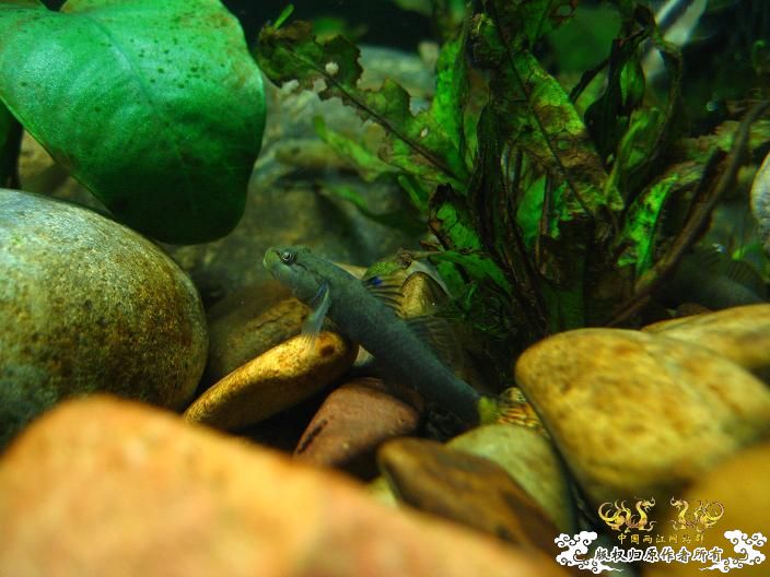 老虎--------新照