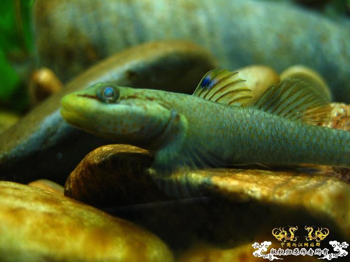 老虎--------新照