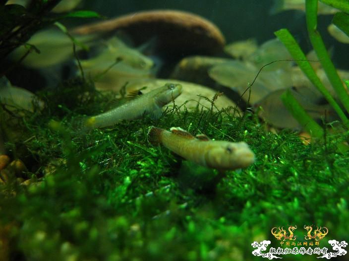 老虎--------新照