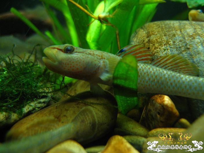 老虎--------新照