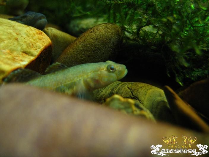 老虎--------新照