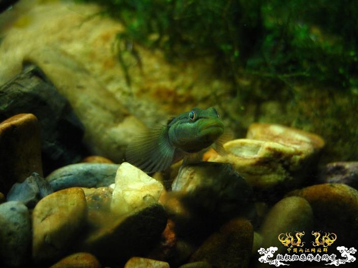 老虎--------新照