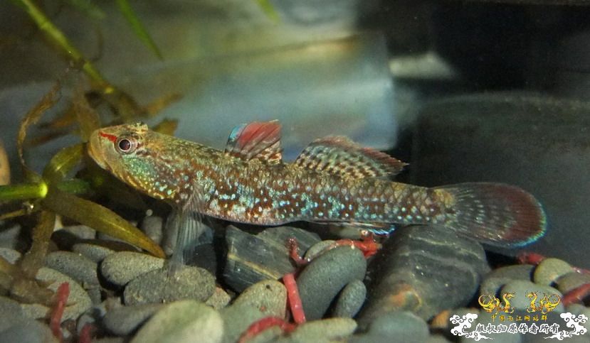 [贴图]这种色的虾虎不好看?