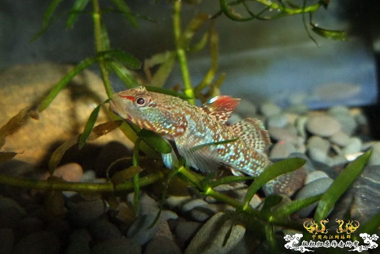 [贴图]这种色的虾虎不好看?