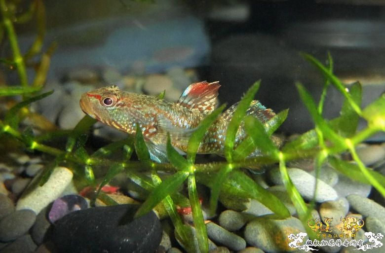 [贴图]这种色的虾虎不好看?