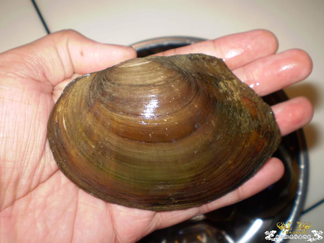 河边小溜的战果