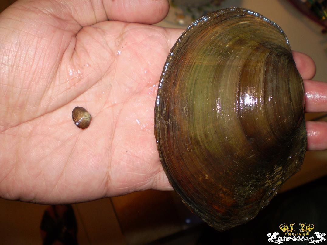 河边小溜的战果