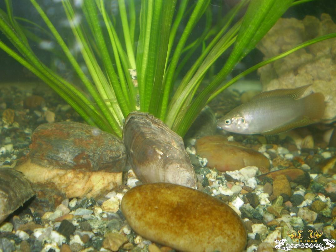 河边小溜的战果