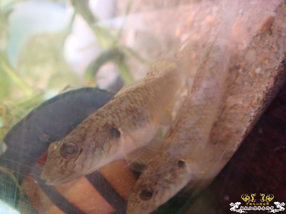 各位老大看看，啥毛病啊。