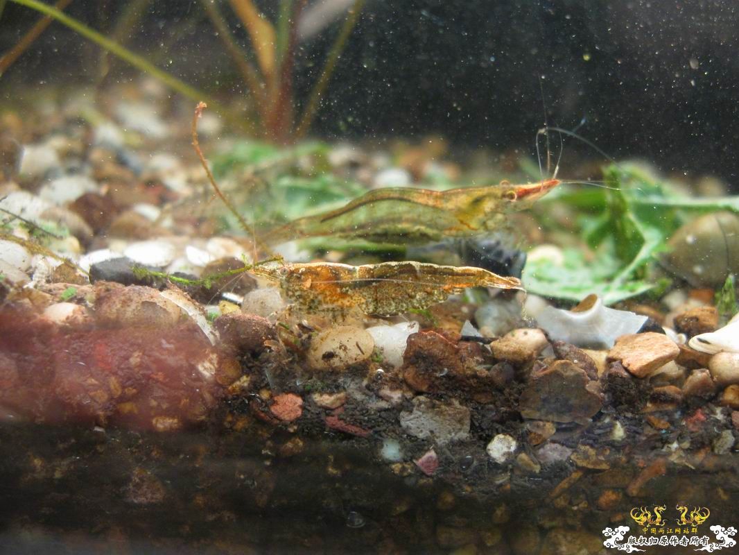 淡水的细足米虾和汽水的捕获的细足...