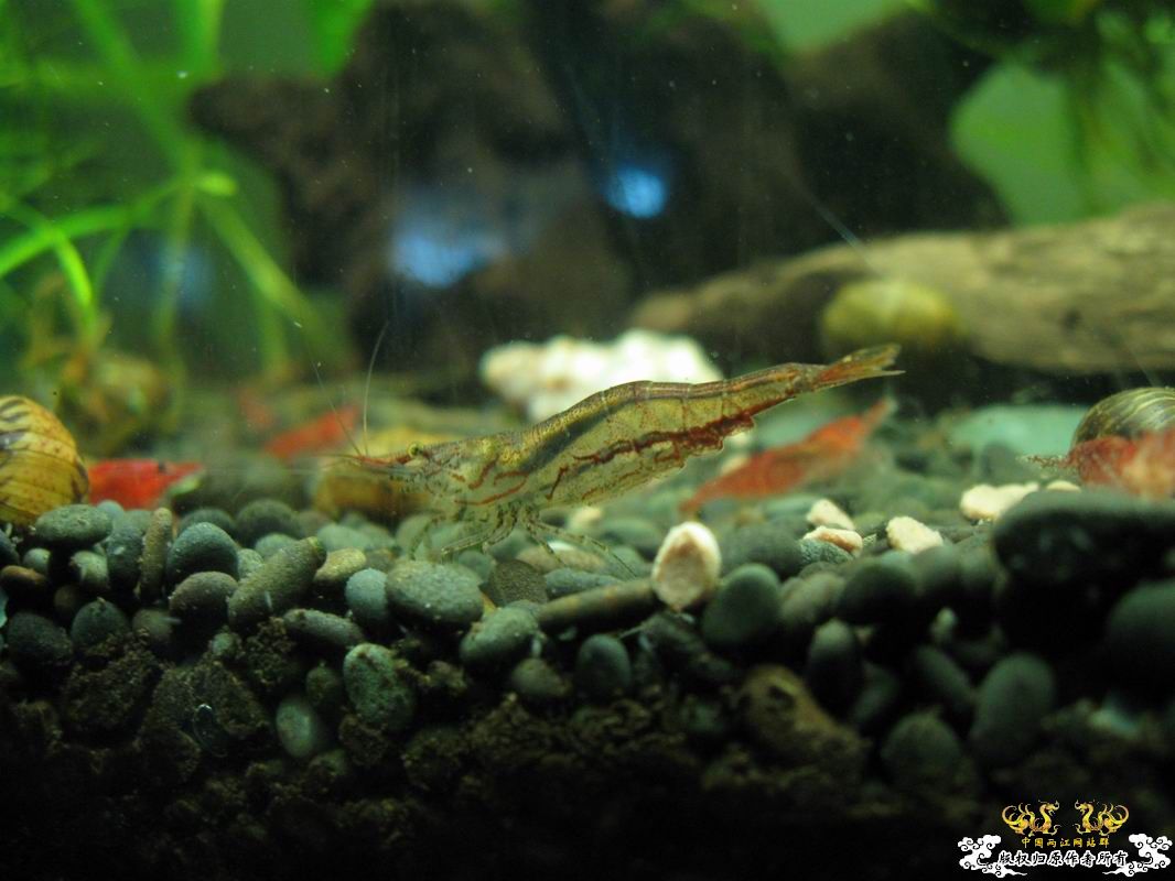 淡水的细足米虾和汽水的捕获的细足...