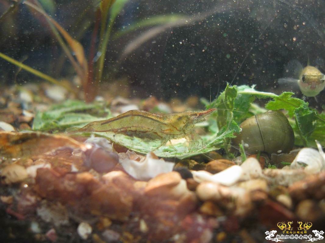 淡水的细足米虾和汽水的捕获的细足...