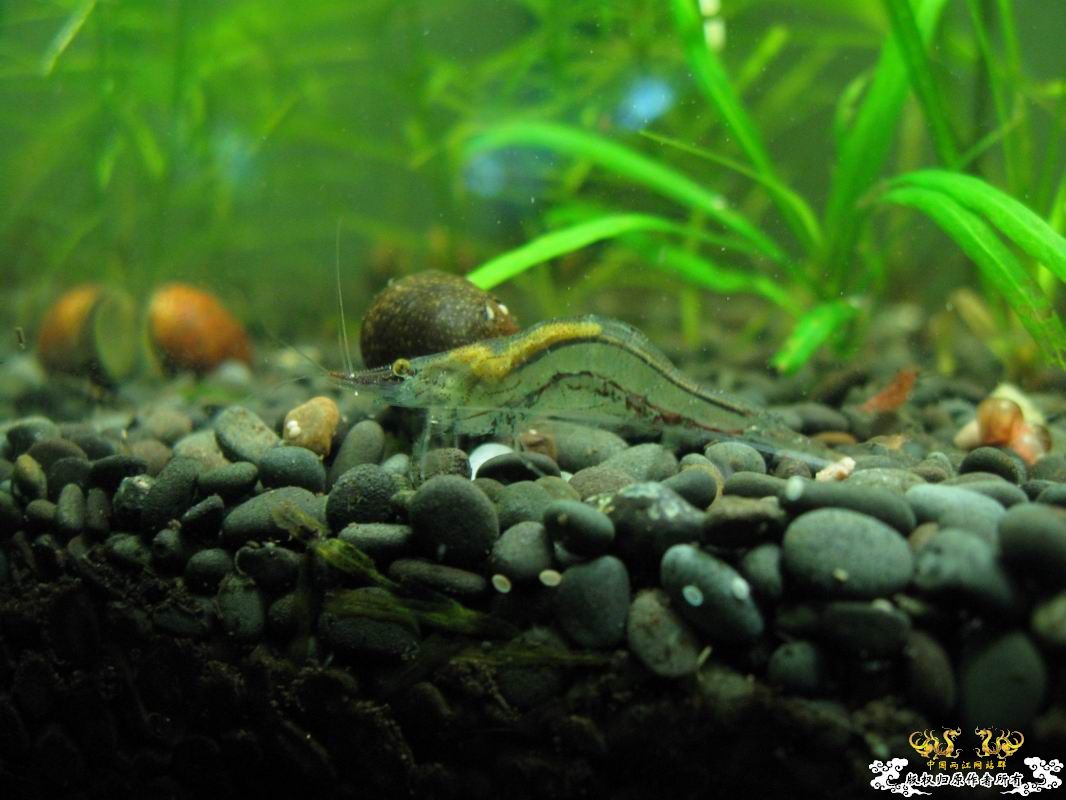 淡水的细足米虾和汽水的捕获的细足...