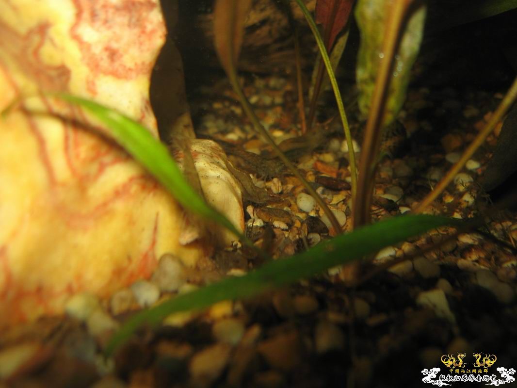 淡水的细足米虾和汽水的捕获的细足...