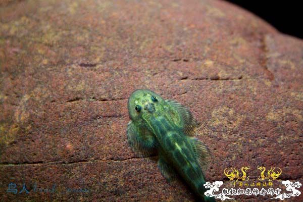 佳能400D套头随拍