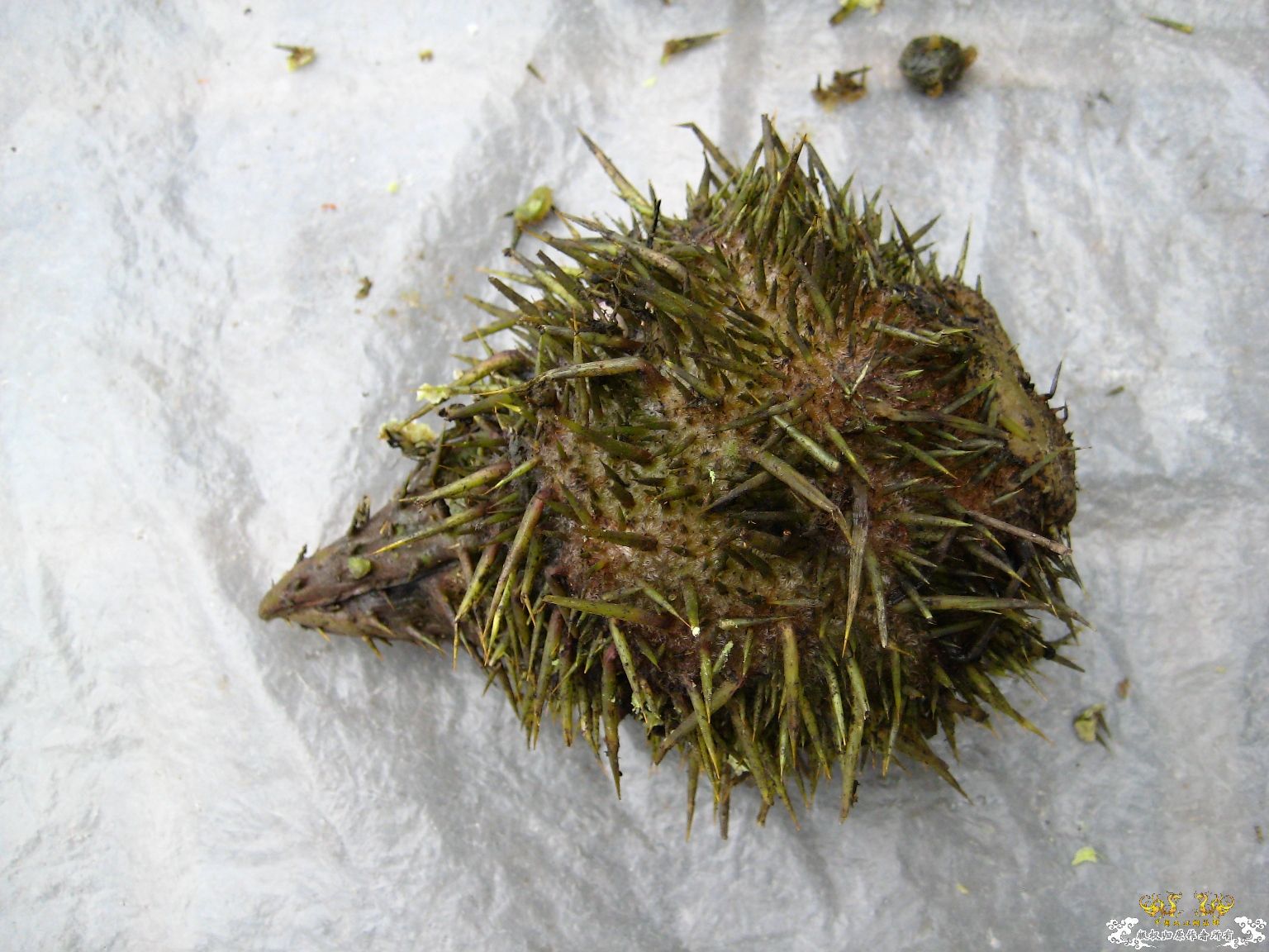 [求助]这是啥东东？？？？？