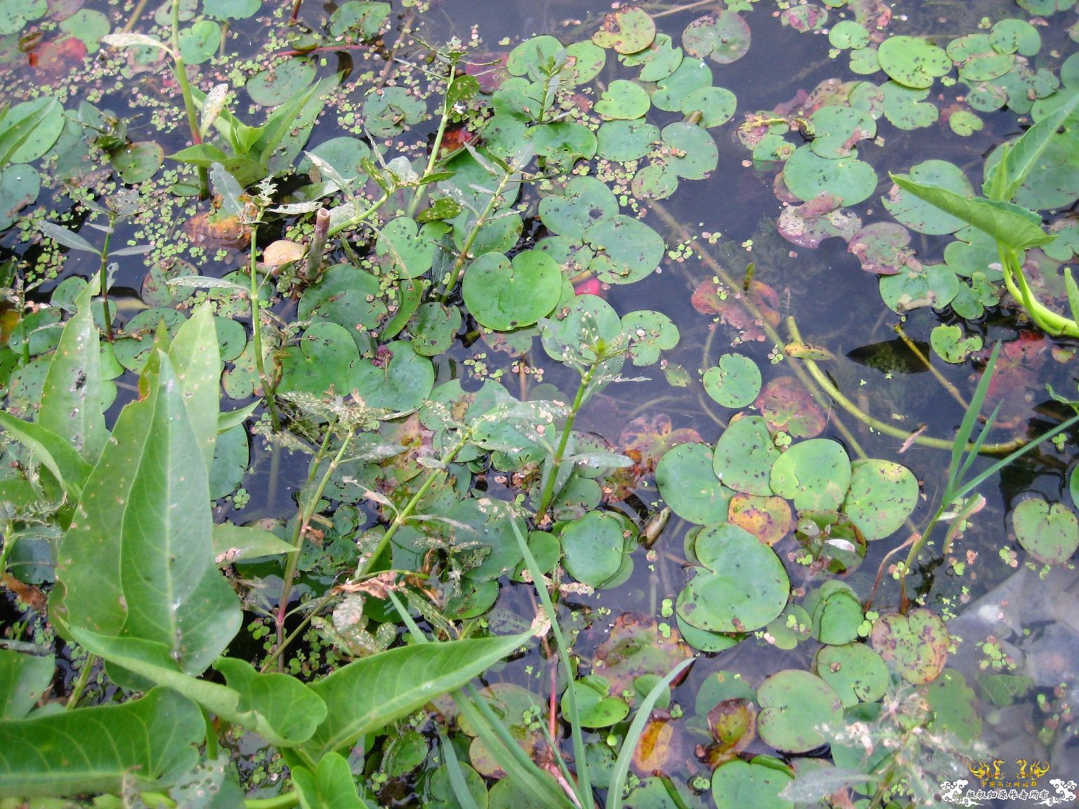 [灌水]水生植物