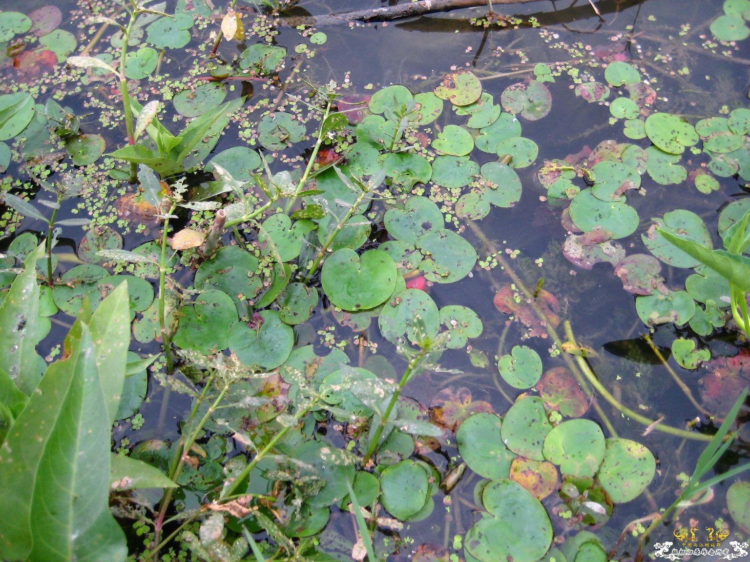 [灌水]水生植物