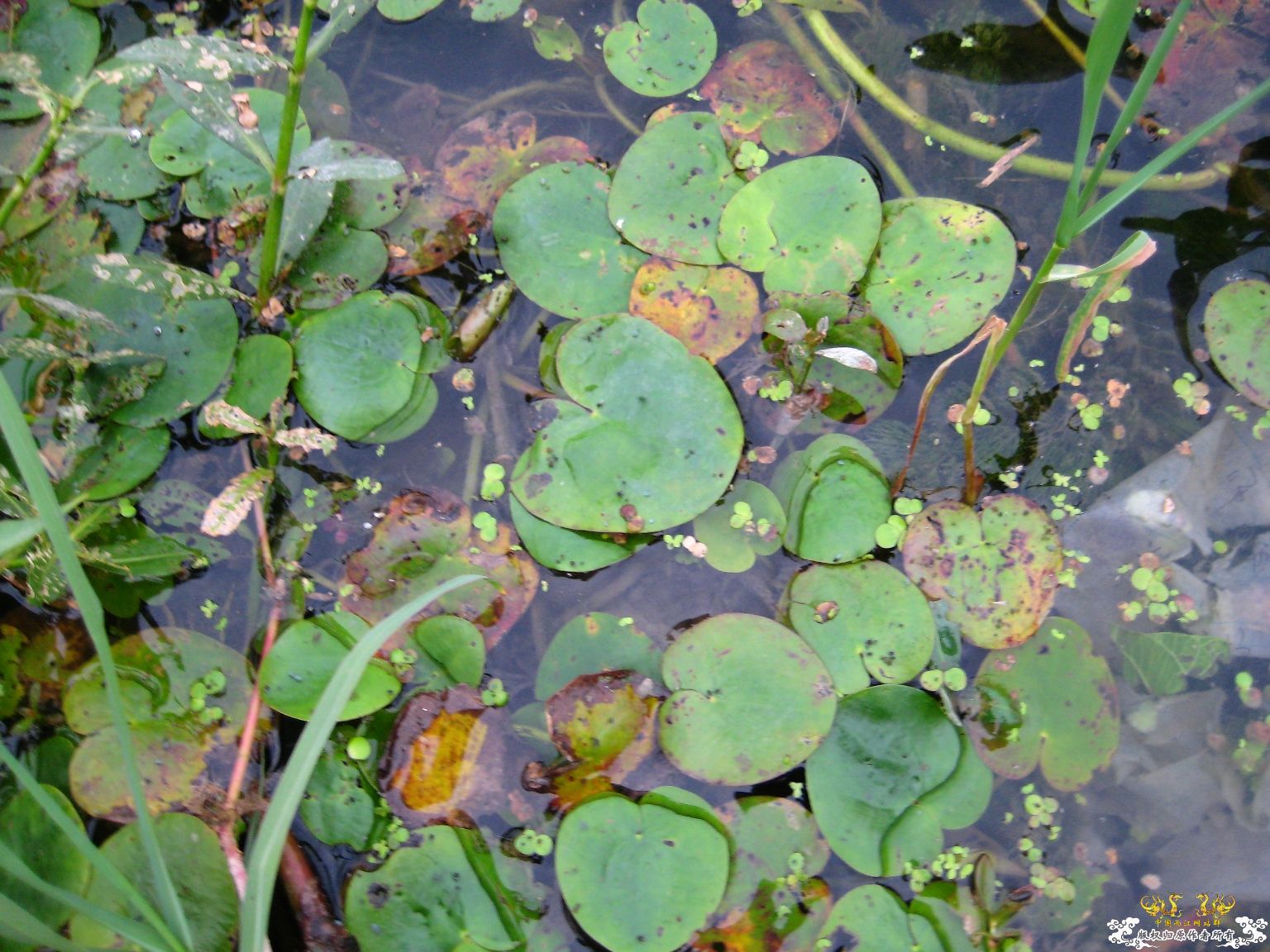 [灌水]水生植物