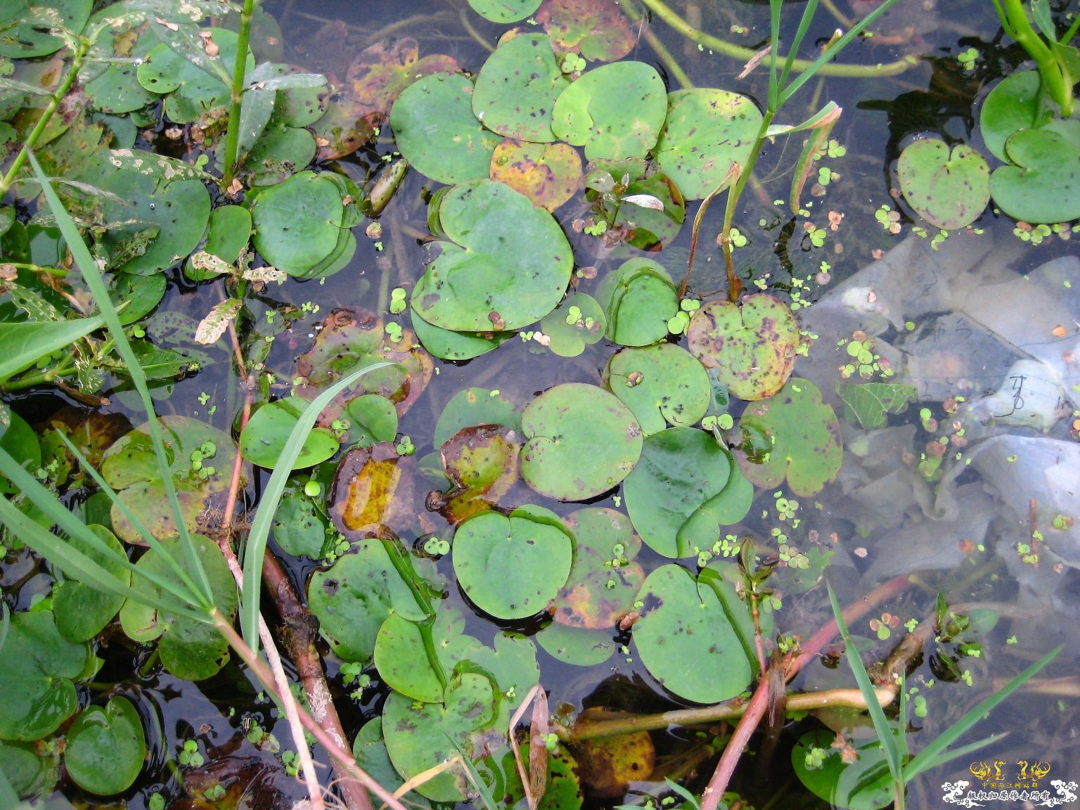 [灌水]水生植物