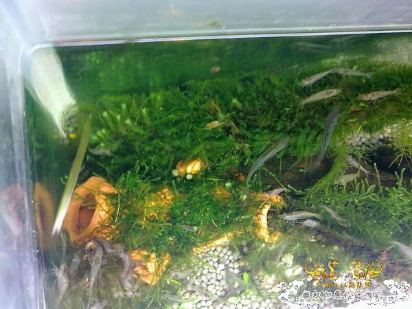 我的缸
