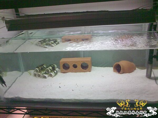 我的缸
