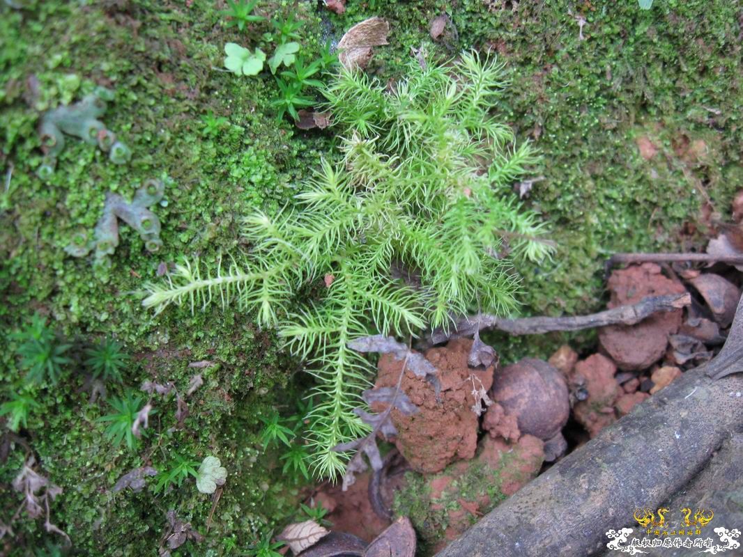 像小树一样苔类?水陆缸很不错的材料~