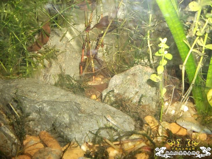 首次上自己的图