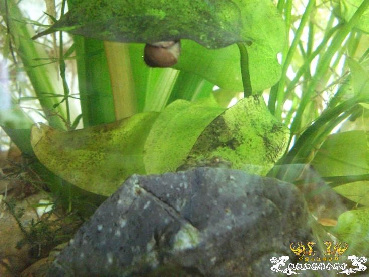 首次上自己的图