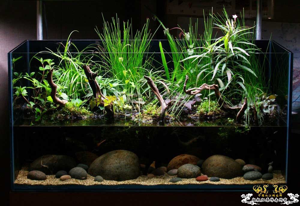 草友的生态缸 [9P]