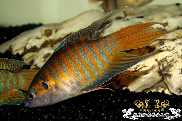 [原创]福建漳州采的国斗