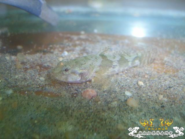沙塘鳢的生活
