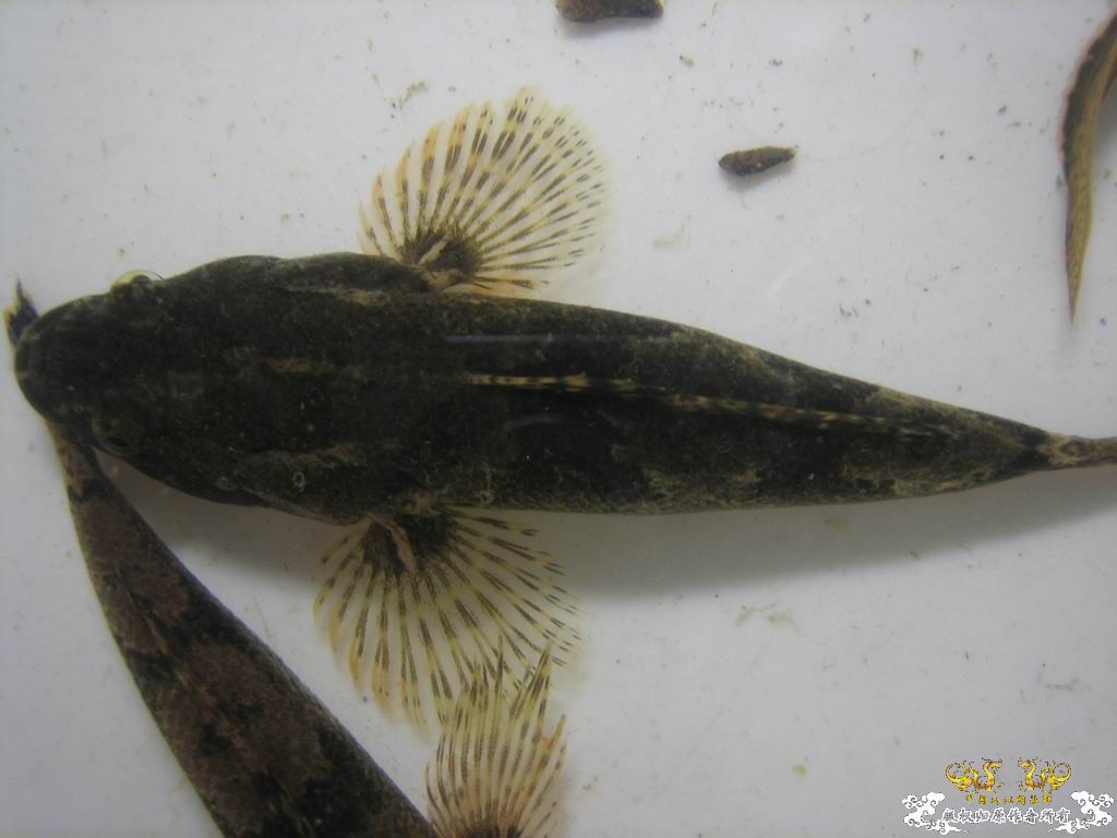 这个站终于能上了。。收获