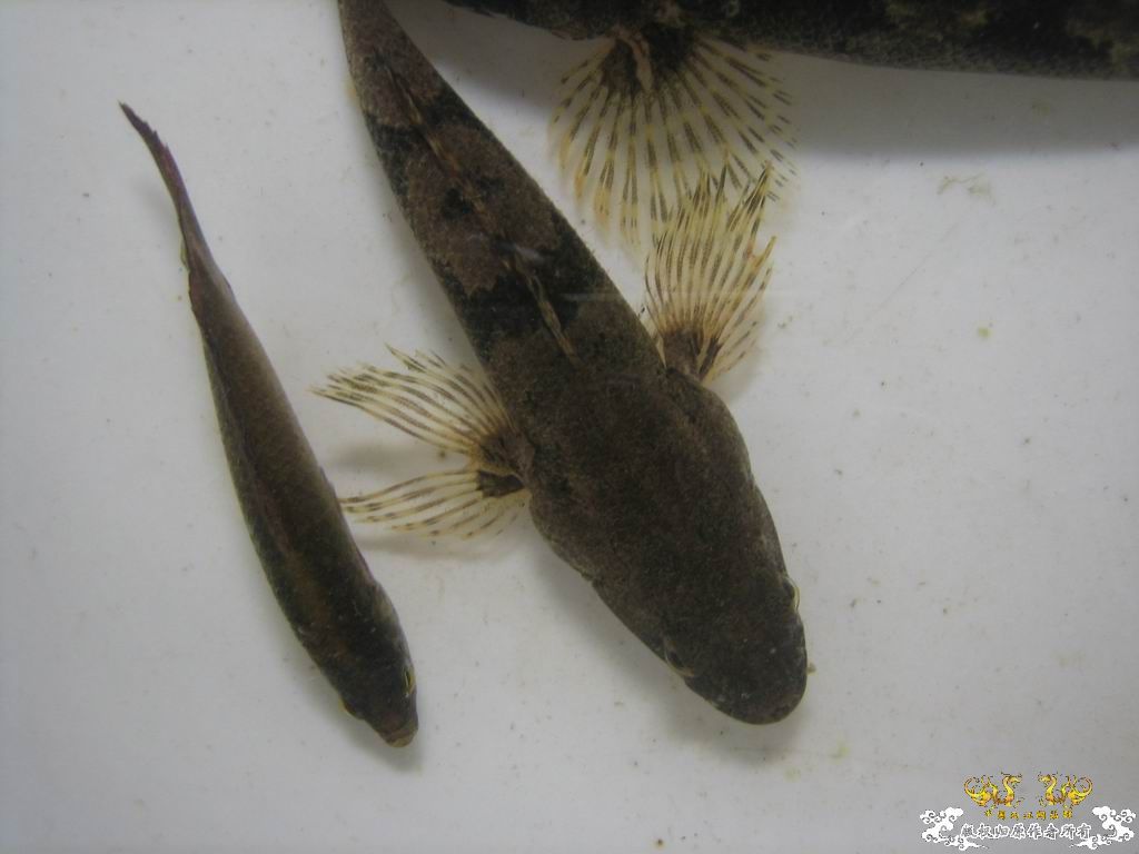 这个站终于能上了。。收获