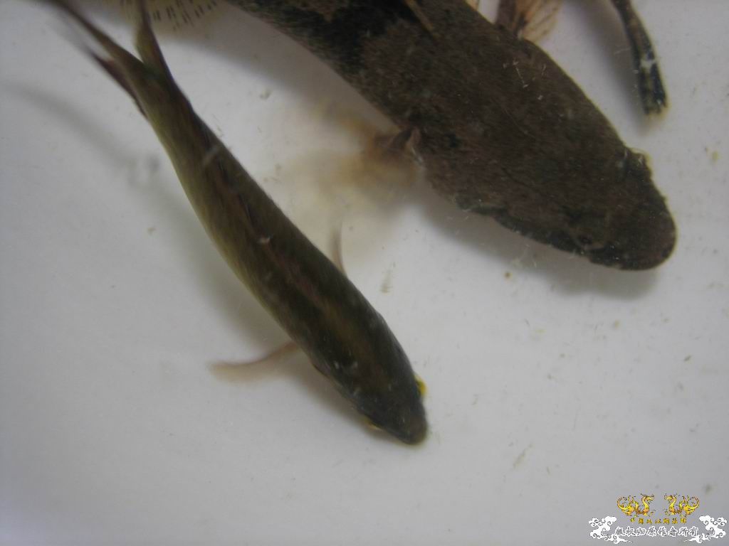 这个站终于能上了。。收获